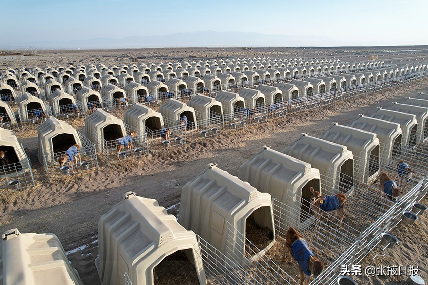 娟姗牛产的奶是最好的吗,娟姗牛奶甜吗