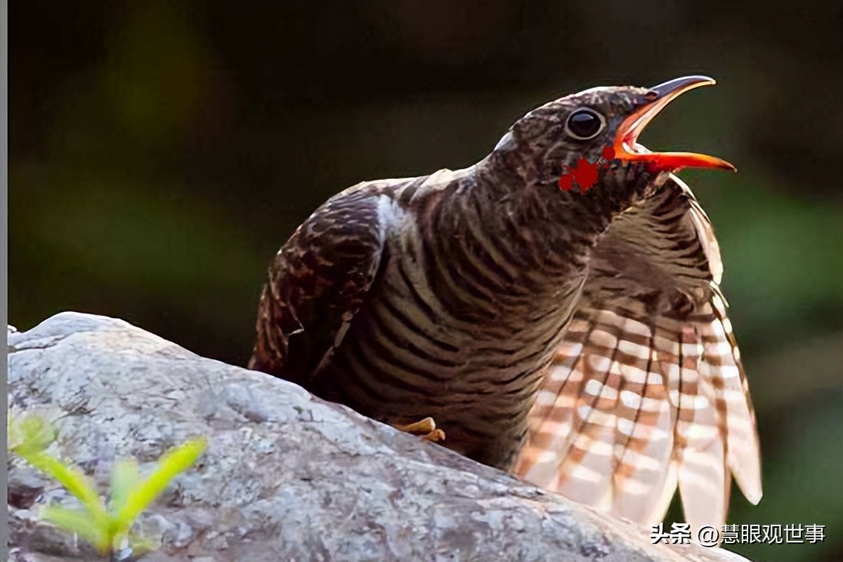 中高考必考古诗词,中高考必背古诗词朗诵