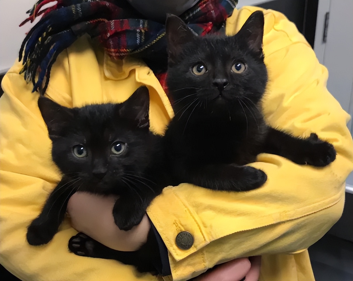 养猫新手想养黑猫要注意什么,养猫比较推荐养黑猫