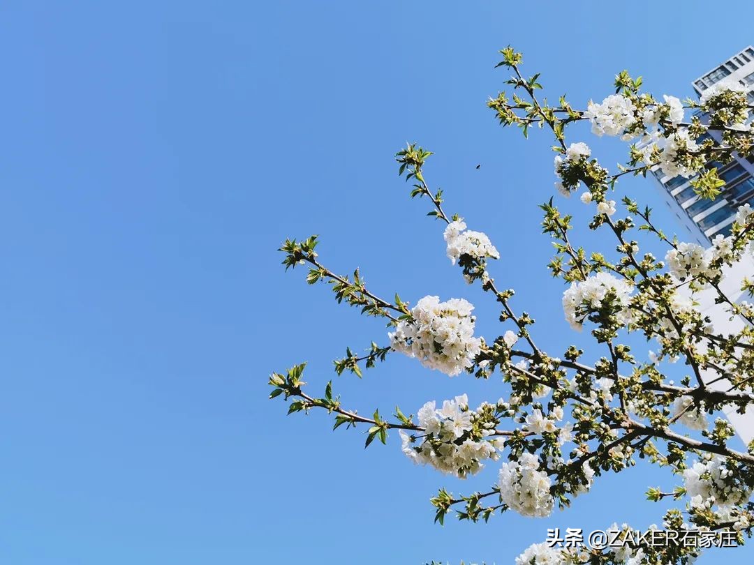 ZAKER石家庄早新闻 4.3 | 石家庄正太广场景观设计方案公示；新规落地，你的外卖“上锁”没；观花 这3条线路最佳