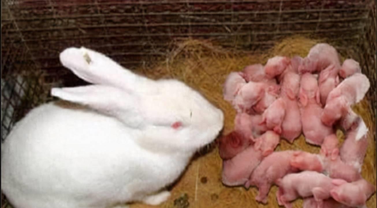 兔肉营养丰富,兔肉为啥没有营养