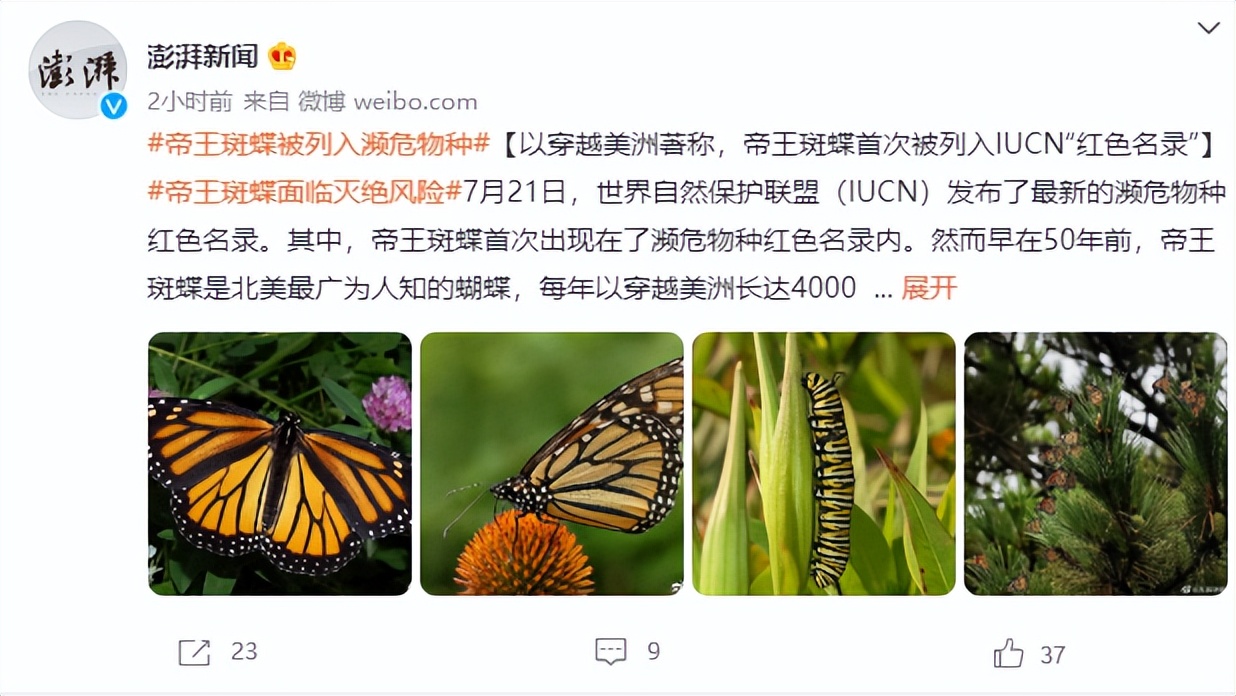 网红女主播吃大白鲨调查后续,网红被爆料吃大白鲨