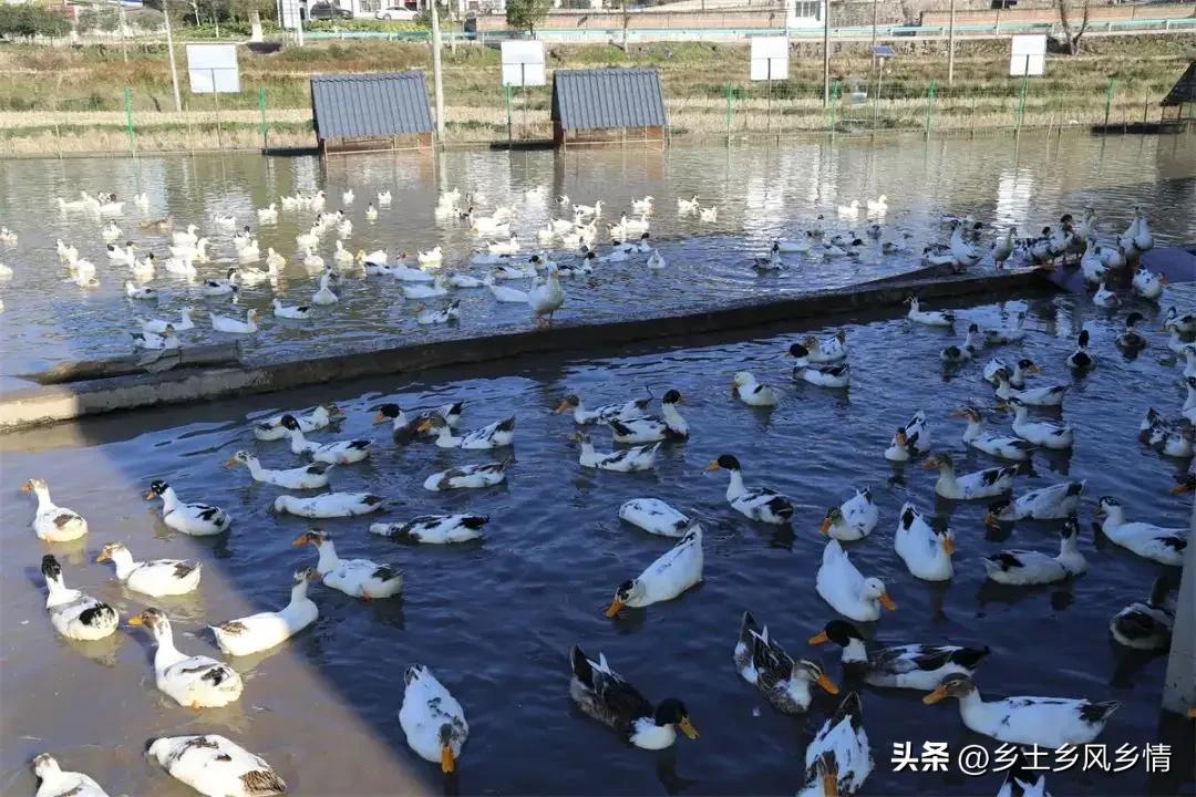 农民往冬闲田里放了一些鸭子，三个月后“空闲田”变成“增收田”