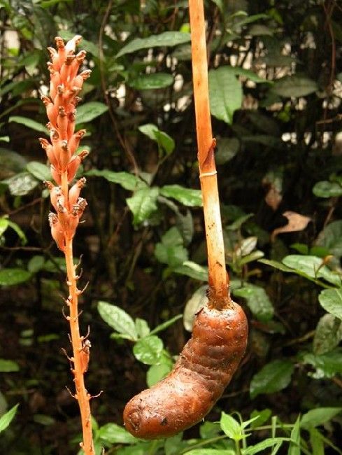 野生天麻图片植物,天麻植物图片大全大图