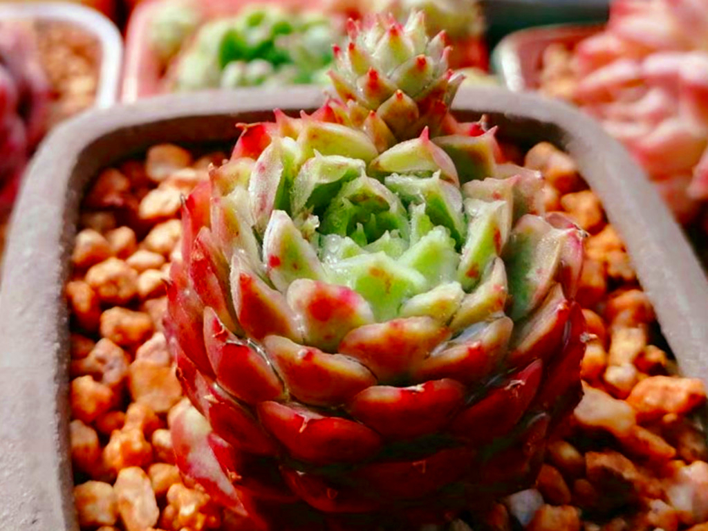 如何认清所有多肉的品种,270种常见多肉你都认识吗