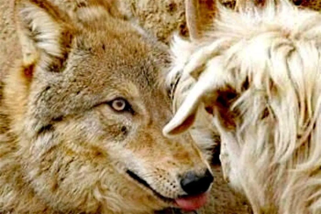 蒙古牧羊犬咬了狼视频,蒙古牧羊犬咬狼