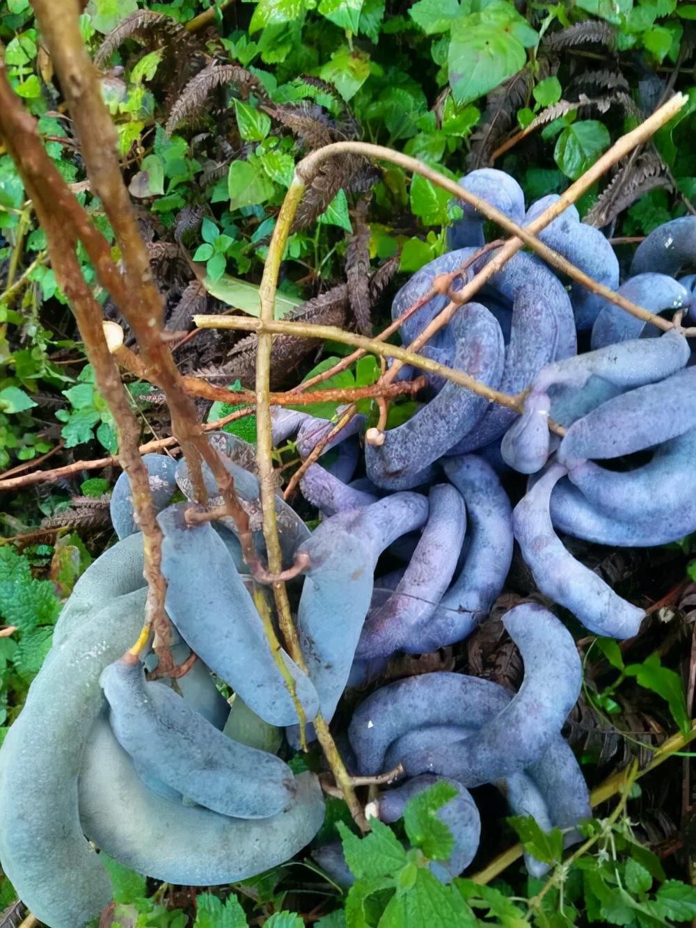 农村常见野生植物你都认识吗,农村常见植物野果