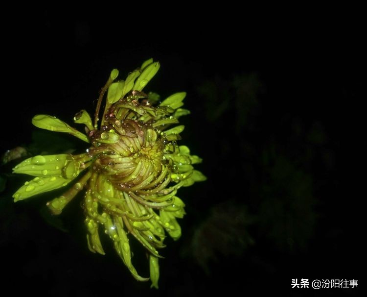 汾阳中汾夜景,汾阳中学航拍视频