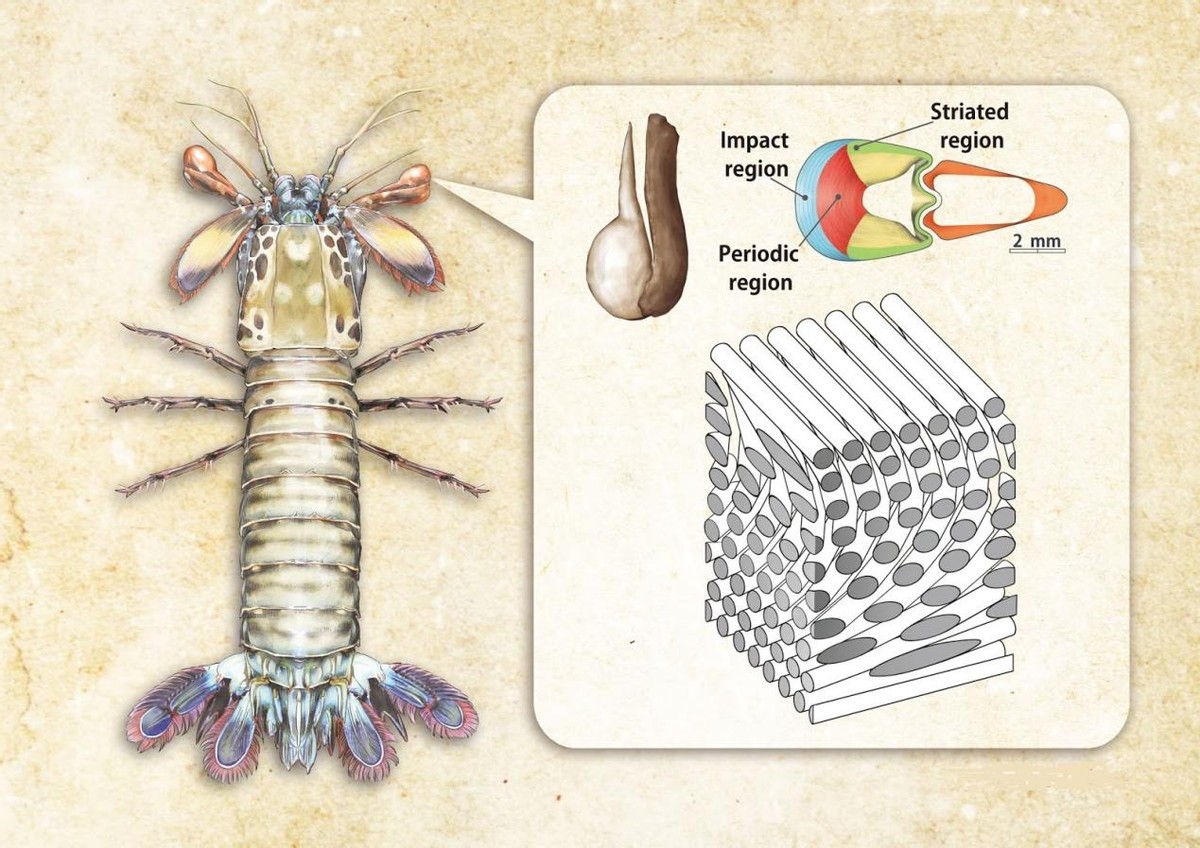 雀尾螳螂虾一秒能挥出两拳,雀尾螳螂虾的拳头堪比子弹的威力