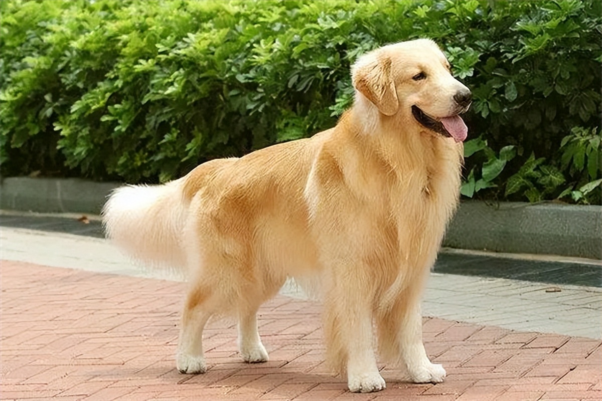 纯种的金毛犬多少钱一只,金毛犬纯种多少钱一只