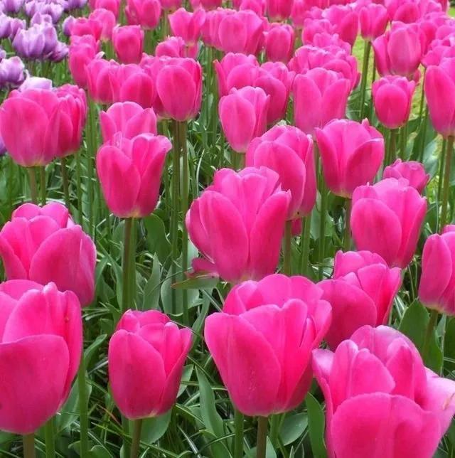 漂亮的郁金香随手一拍都是美景,春天的郁金香花海美得不可方物