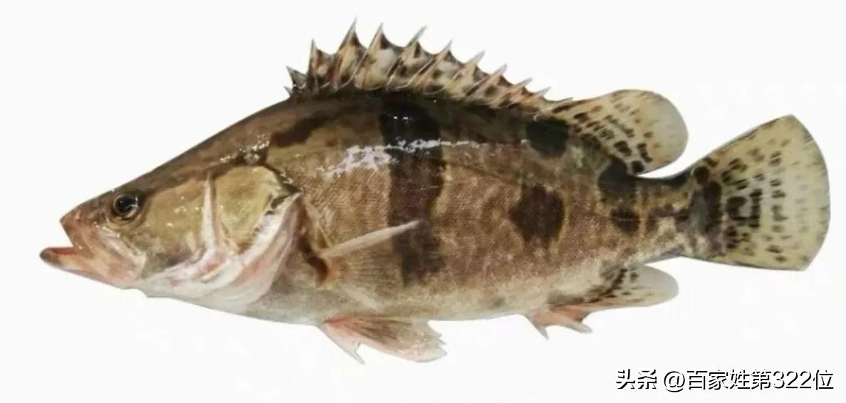 各种鱼名称的由来,各种鱼名的由来