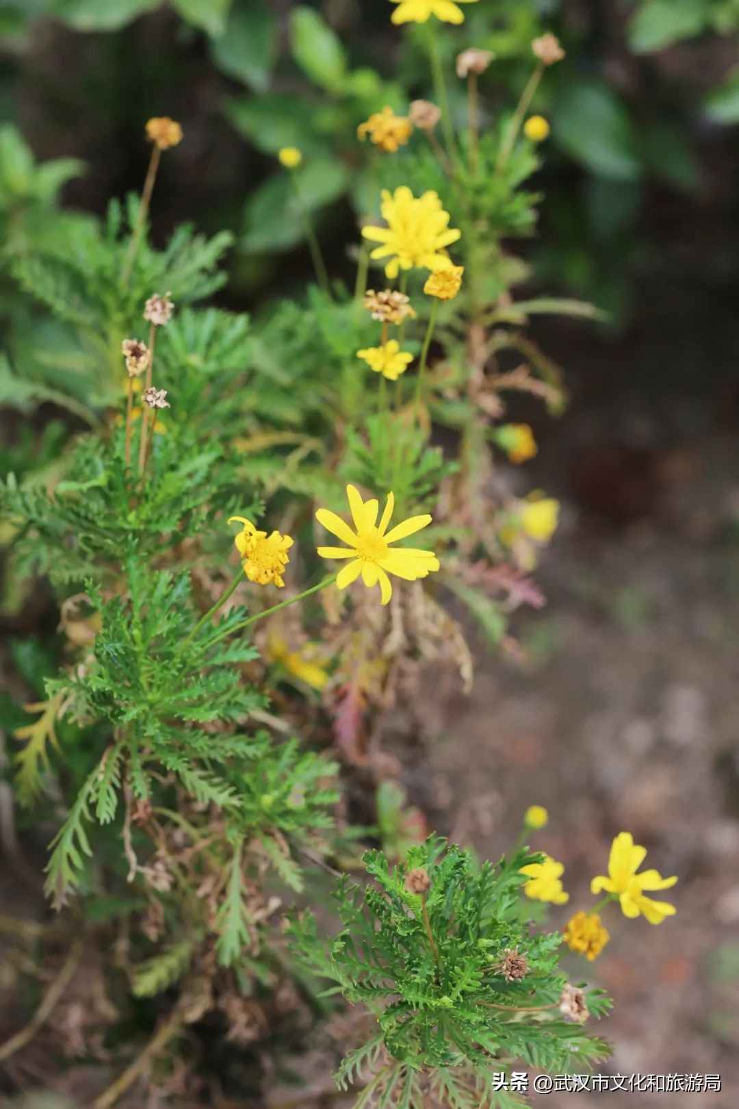 秋天的公园像一幅美丽的油画,园博园油画