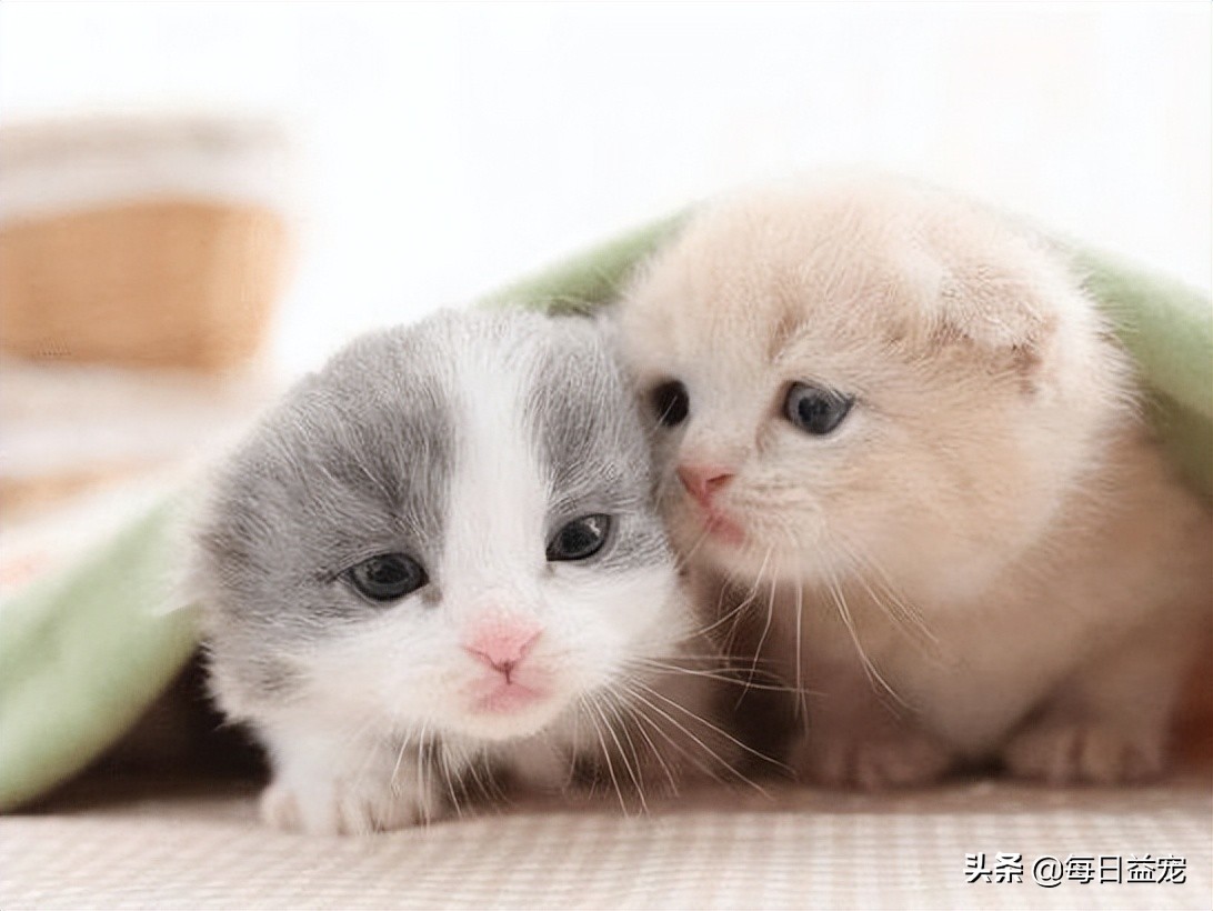 猫咪感冒呼吸声音很大是正常的吗,猫咪感冒了打喷嚏流鼻涕吃什么药