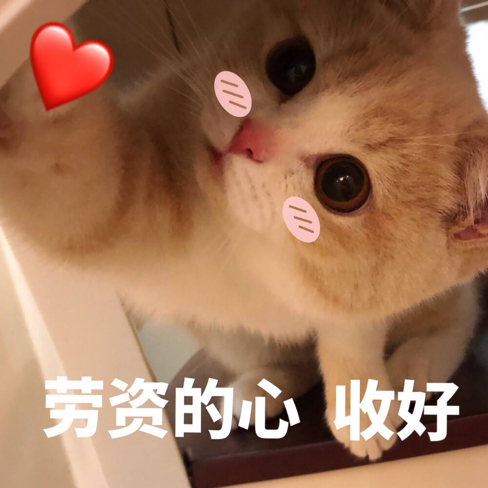 猫咪寿命吉尼斯纪录,寿命最长的猫咪品种排名