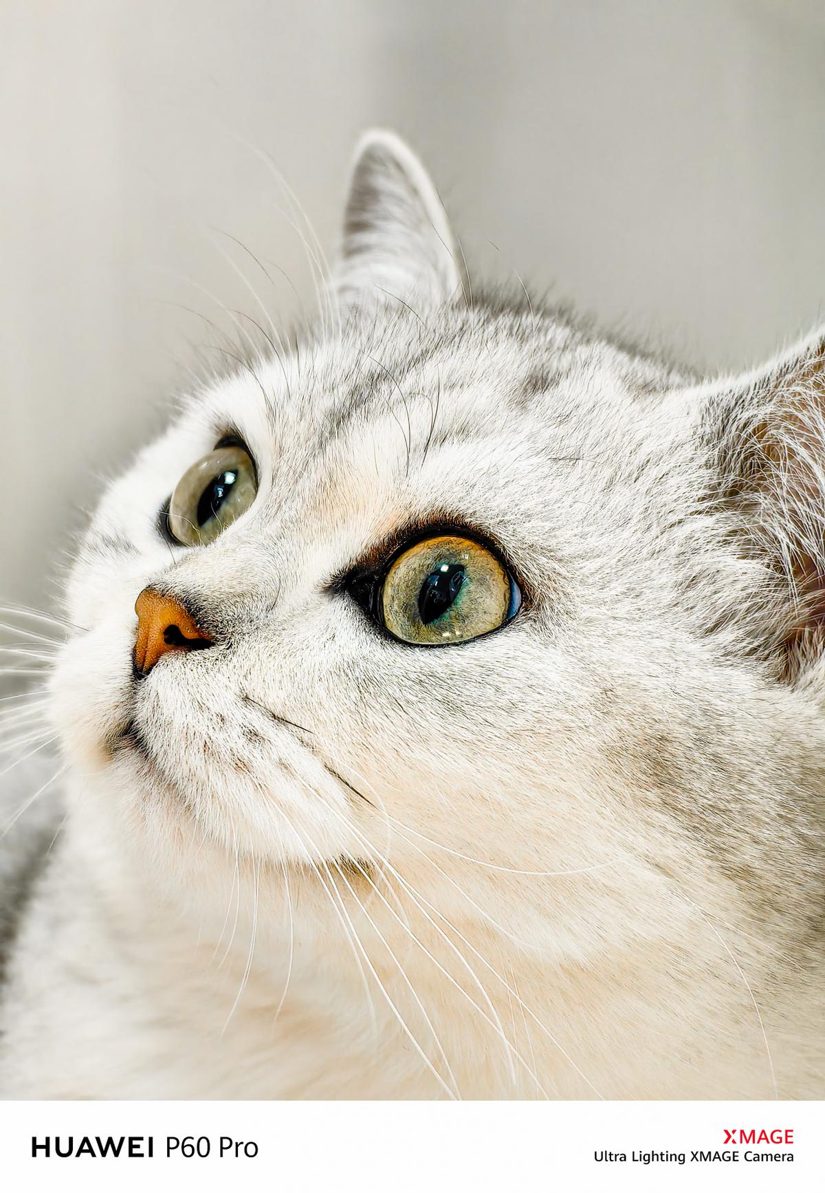 华为p60pro惊艳的拍照,6000元的华为p60pro