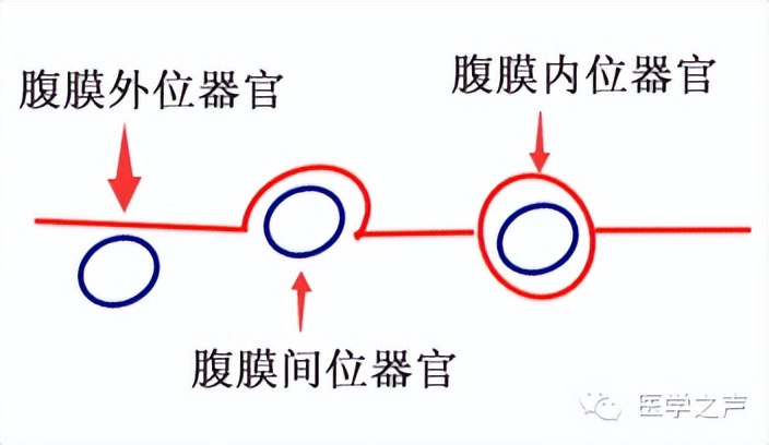 解剖速记|腹膜「内位、间位、外位」器官