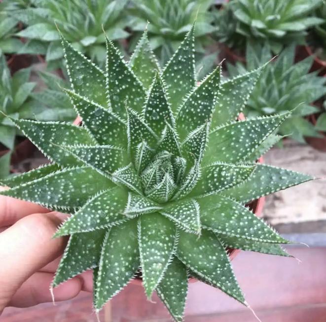 卧室养什么绿植能产生负氧离子,家里放多少绿植负氧离子多