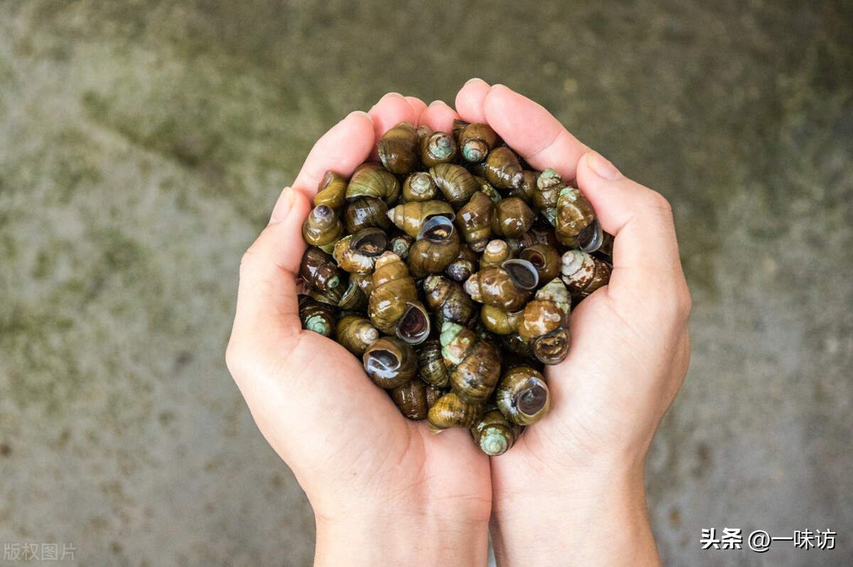 童年中麻辣田螺的三角带该怎么做,真材实料才能做出好味道麻辣田螺