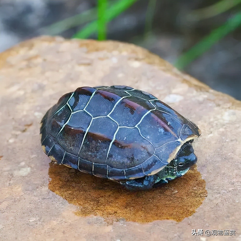 小乌龟冬天怎么养才能过冬,小乌龟冬天怎样养