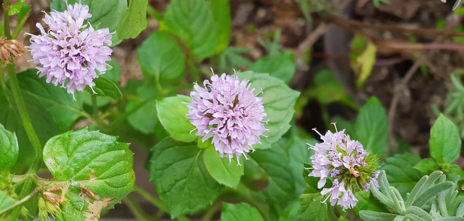 牡丹架暖眠春昼薄荷香浓醉晓晴,每日一花夏日清新花束