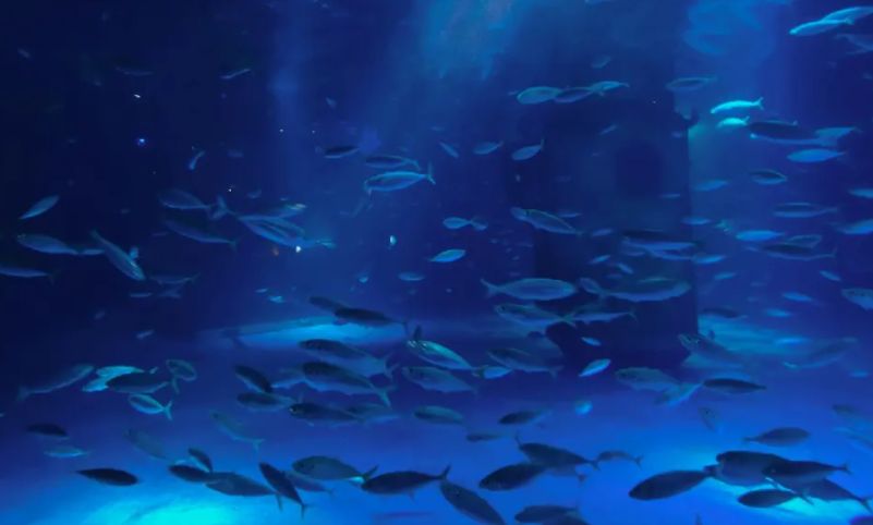 南京海底世界附近的旅游景点推荐,南京海底世界周边旅游景点