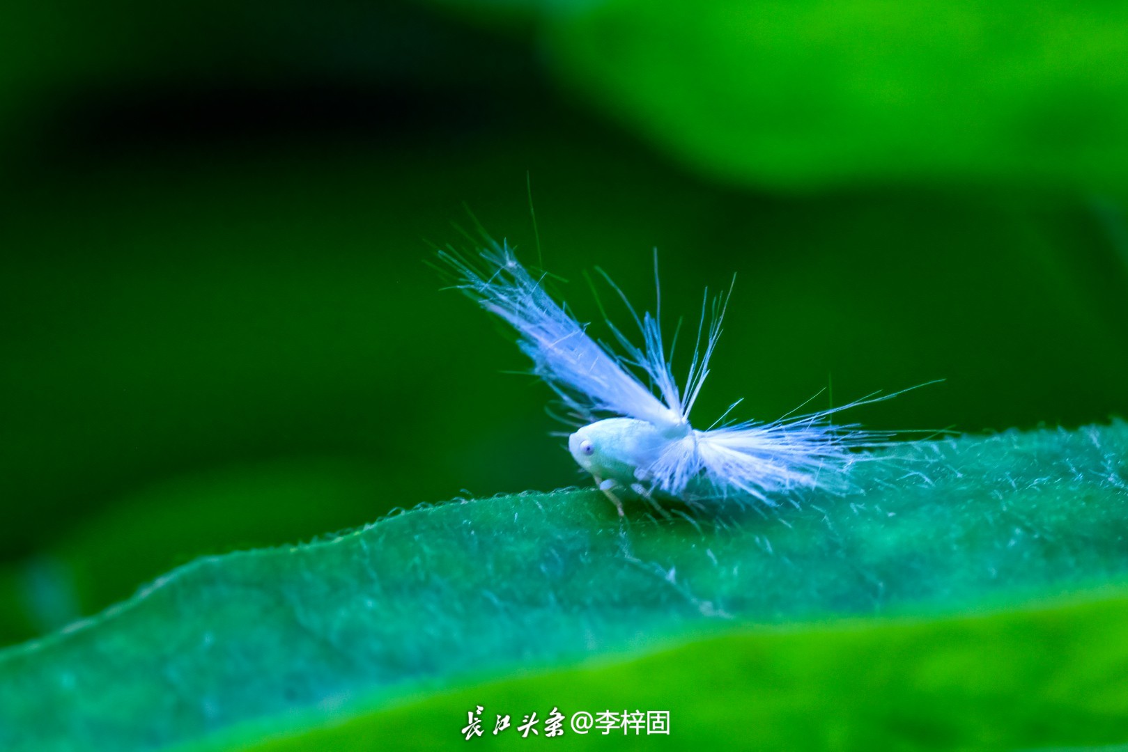 神秘的湿地精灵美不胜收,湿地精灵鸟类摄影作品展