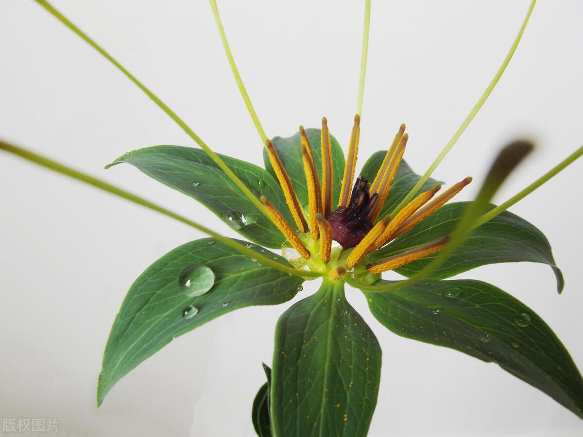 一般的蛇最怕的是什么,蛇最怕一个东西是什么