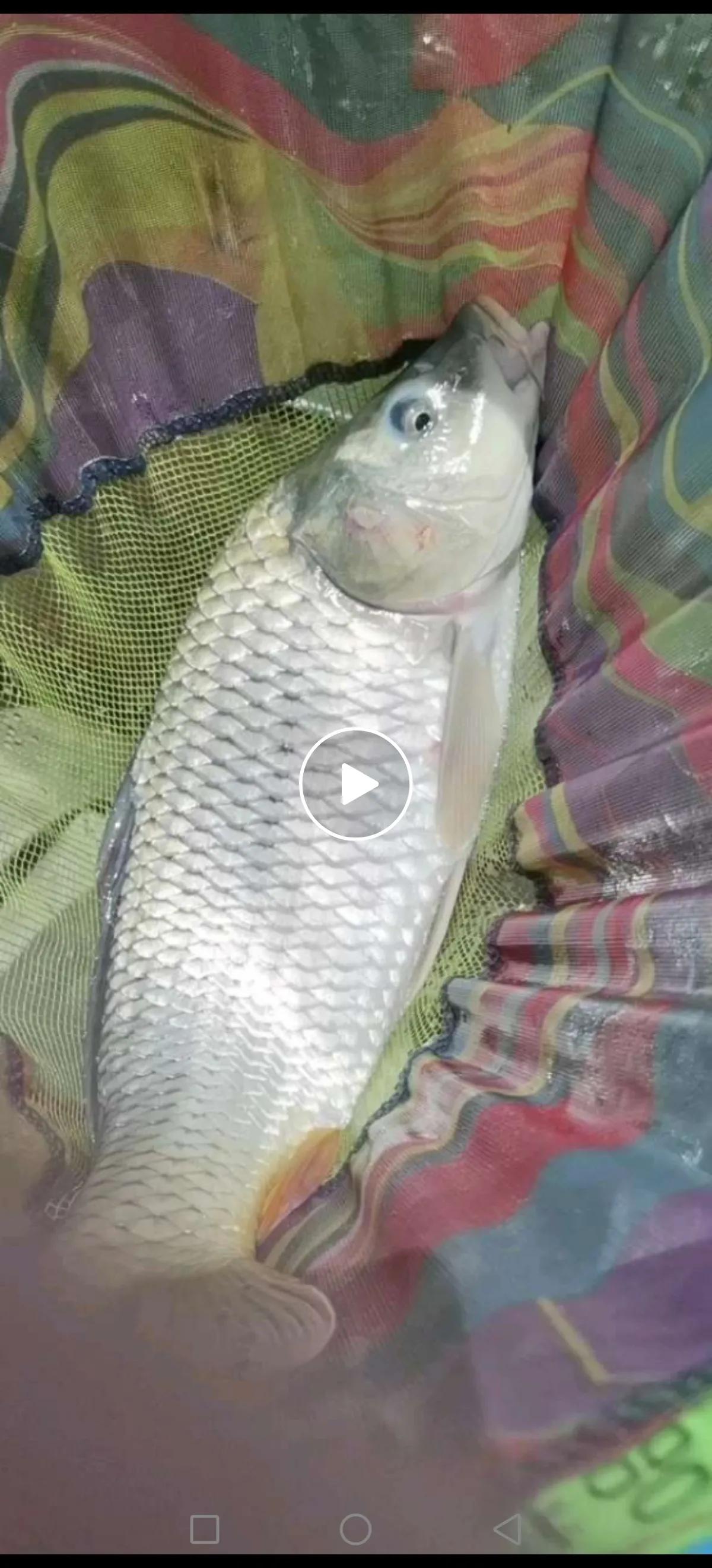 曾大盆快意江湖钓鲤鱼视频,快意江湖曾大盆饵料官方旗舰店