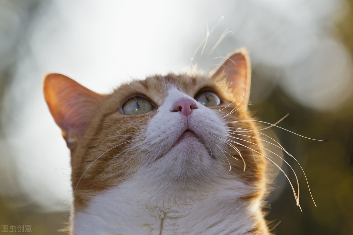 养猫咪后干呕拉肚子,养猫经验猫咪到新家拉稀呕吐