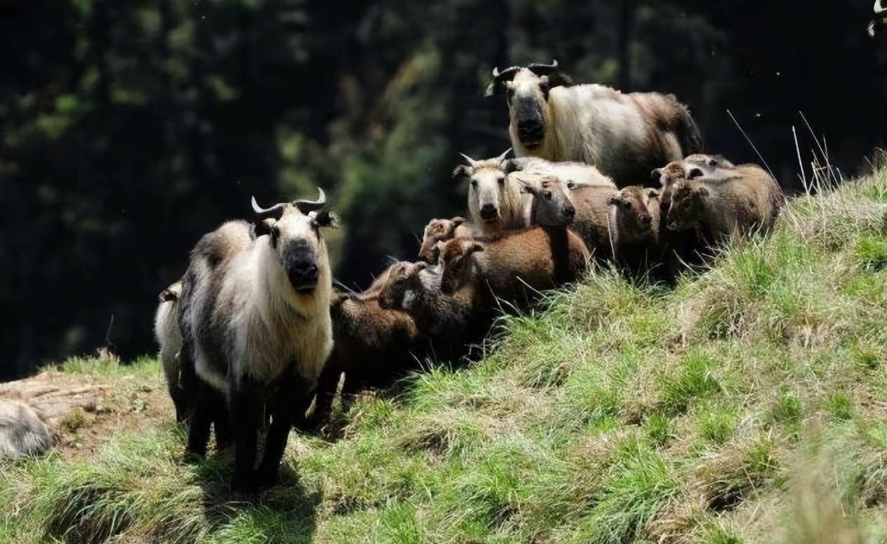 陕西眉县现一头“怪牛”该男子喂它很多次，网友看到：秦岭杀手王