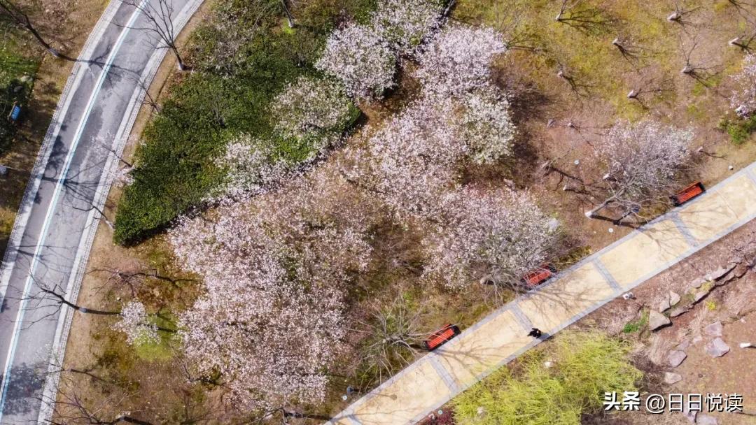 湖北荆州：石首“繁花”上大分↑即将刷爆朋友圈！