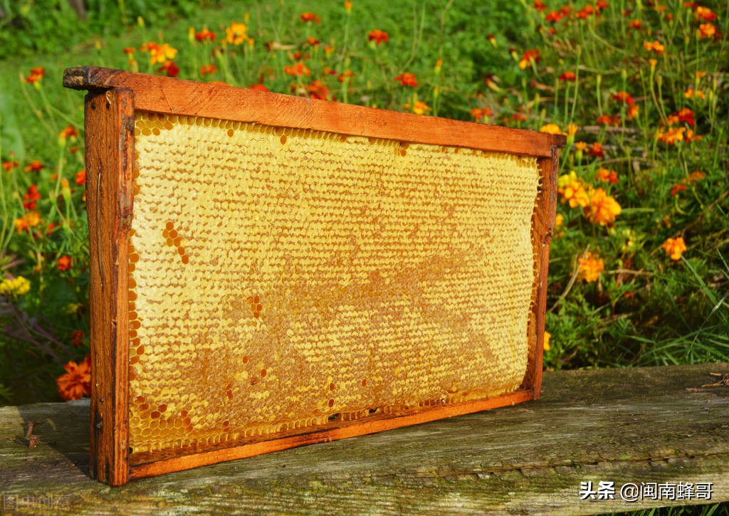 蜜蜂养殖技术防逃技术,蜜蜂养殖之蜜蜂发育周期