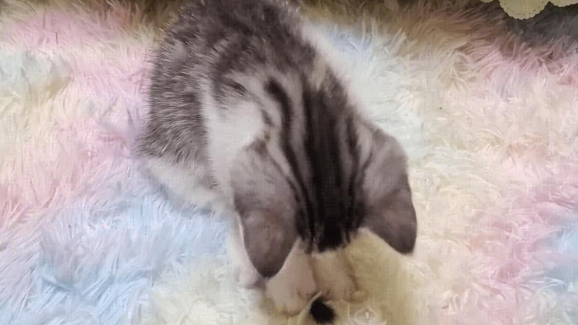 几百块钱买的猫靠谱吗,几百块的猫是真的吗