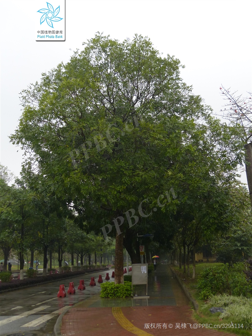 桃花心木:既是世界名贵木料,又是优秀的行道树,值得大力推广