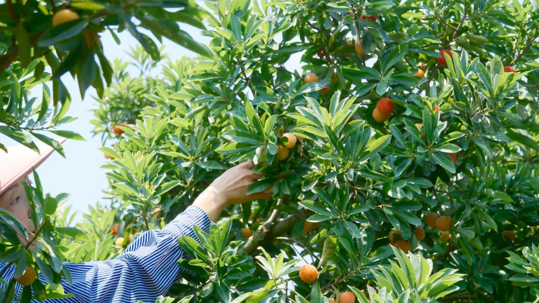 带你们体验摘杨梅的乐趣,酸酸甜甜的杨梅有谁陪我一起采摘