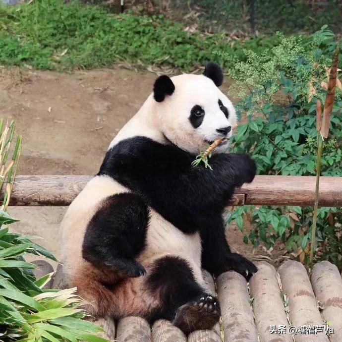 那些证明福宝是人的证据——毛皮大衣下是个小人精