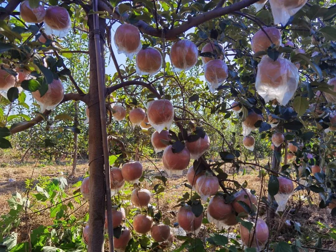 济南采摘园推荐最新,济南采摘园推荐秋季