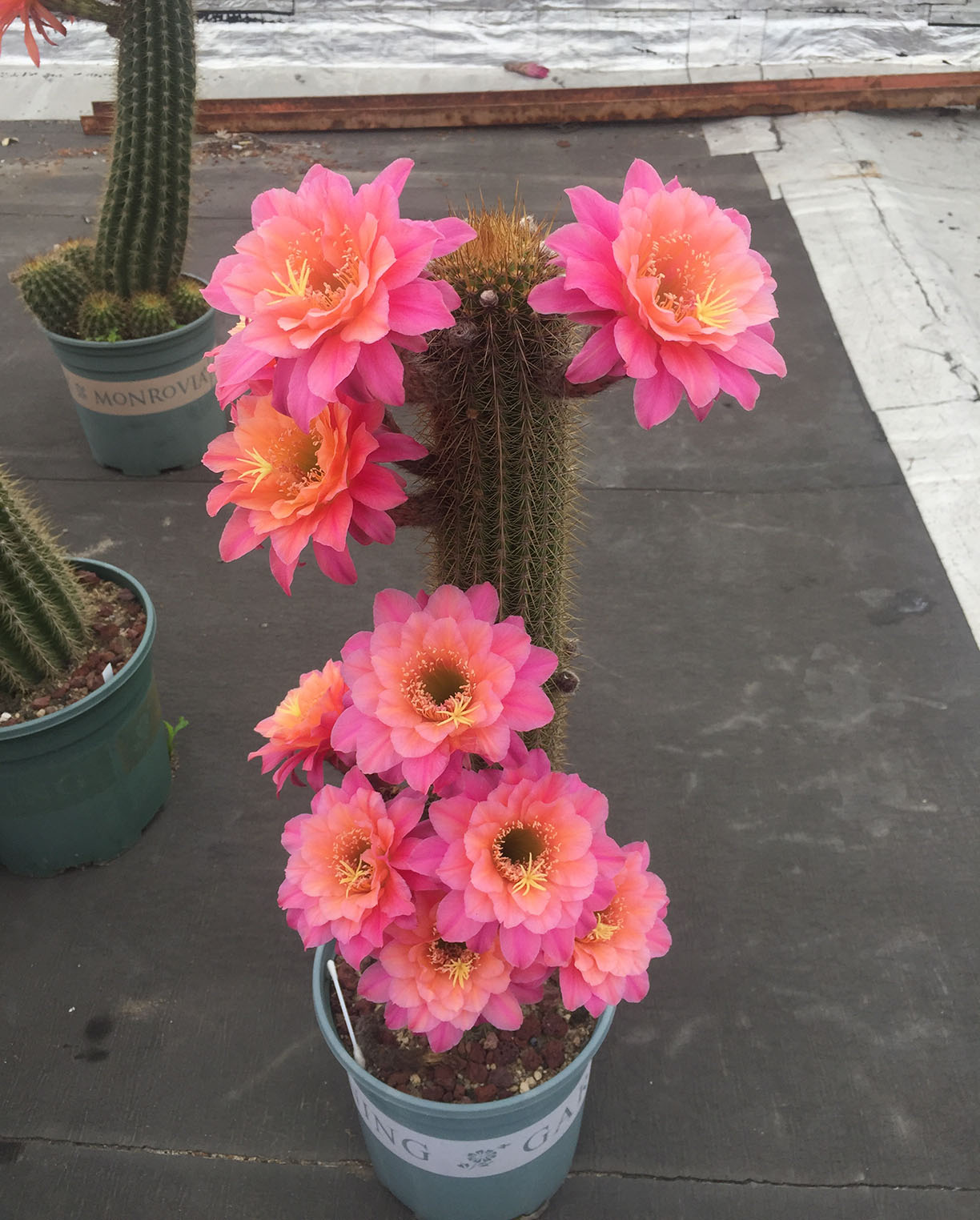 毛花柱仙人球品种大全,顶级精品仙人球花