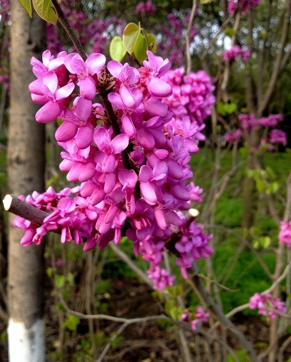 上海第一大人工湖在哪里,上海最值得打卡的公园