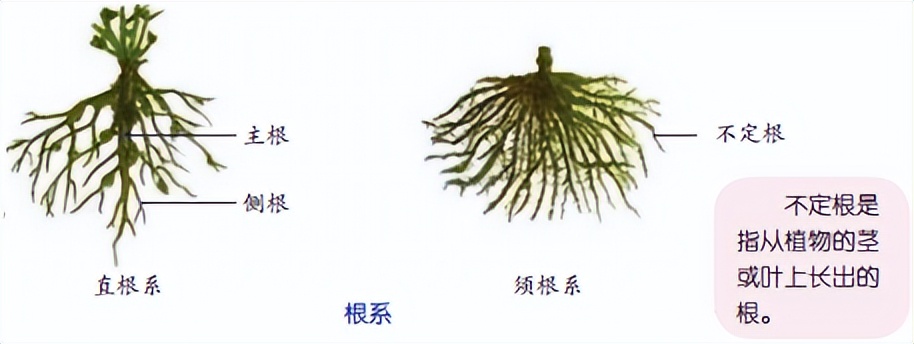 科学知识大全小学生必背,科学知识大全全集