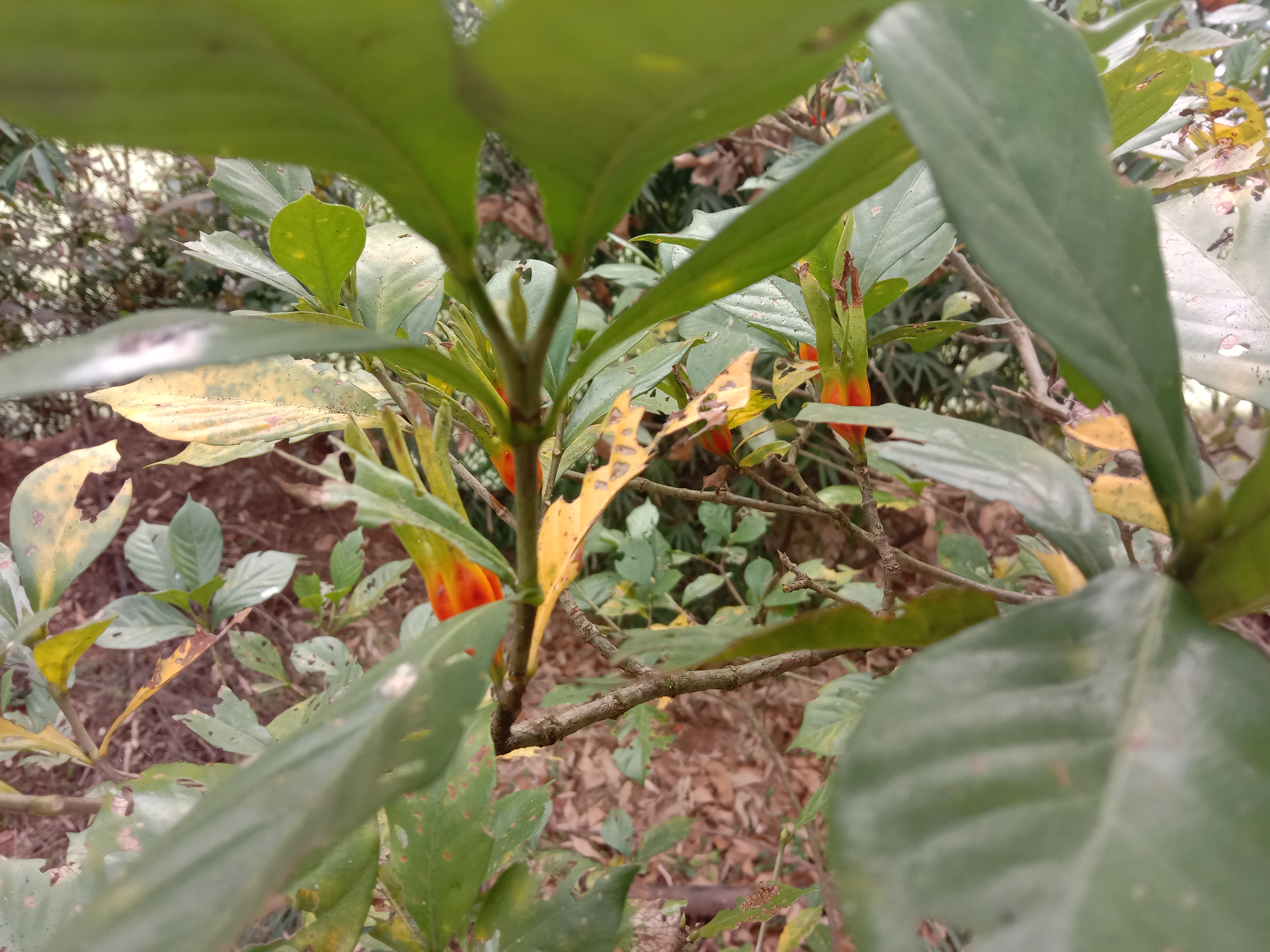 栀子能和什么一起泡,栀子可以每天泡水喝吗