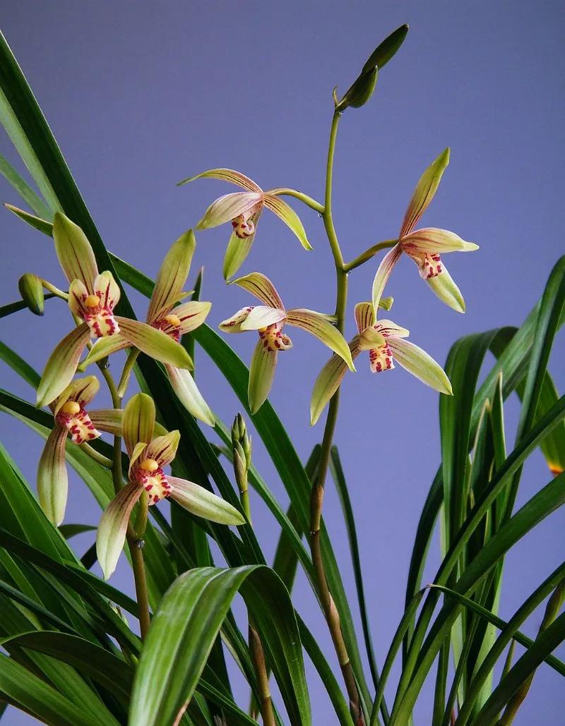 快来看看，兰花的世界真奇妙|壹木星球No.14