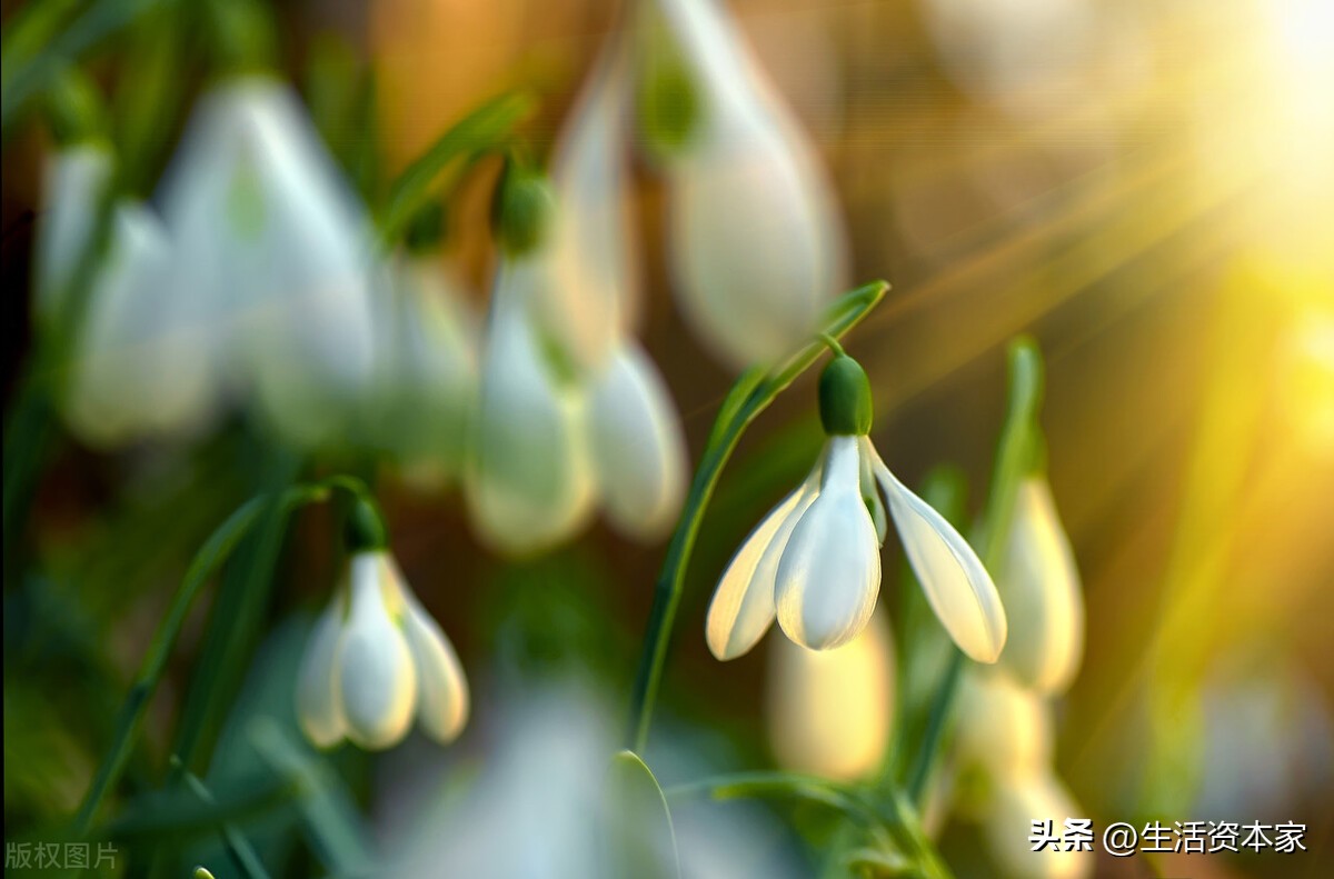 诗词里的唯美意境春天,赞美春天的诗词和美句