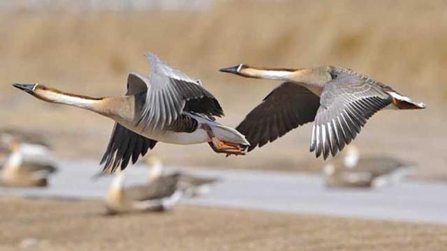 那些惊羡世人的爱情句子,盘点那些惊鸿一瞥的爱情词句