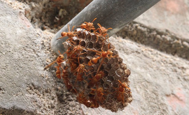 妈妈被马蜂蛰了,妈妈被马蜂蛰原视频