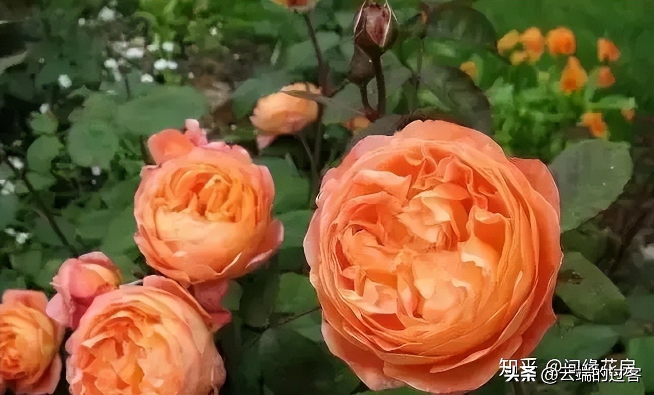 1到99朵玫瑰的含义图片,1到99朵玫瑰花语是什么