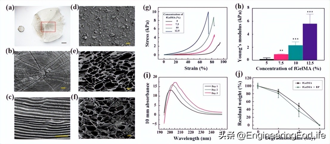 干细胞治疗脊柱,干细胞疗法真的能抗衰老吗