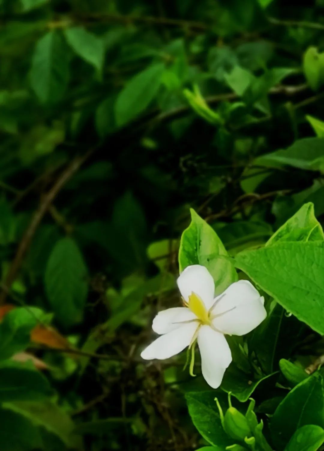 栀子花开呀开女声版完整版,栀子花开呀开呀歌词