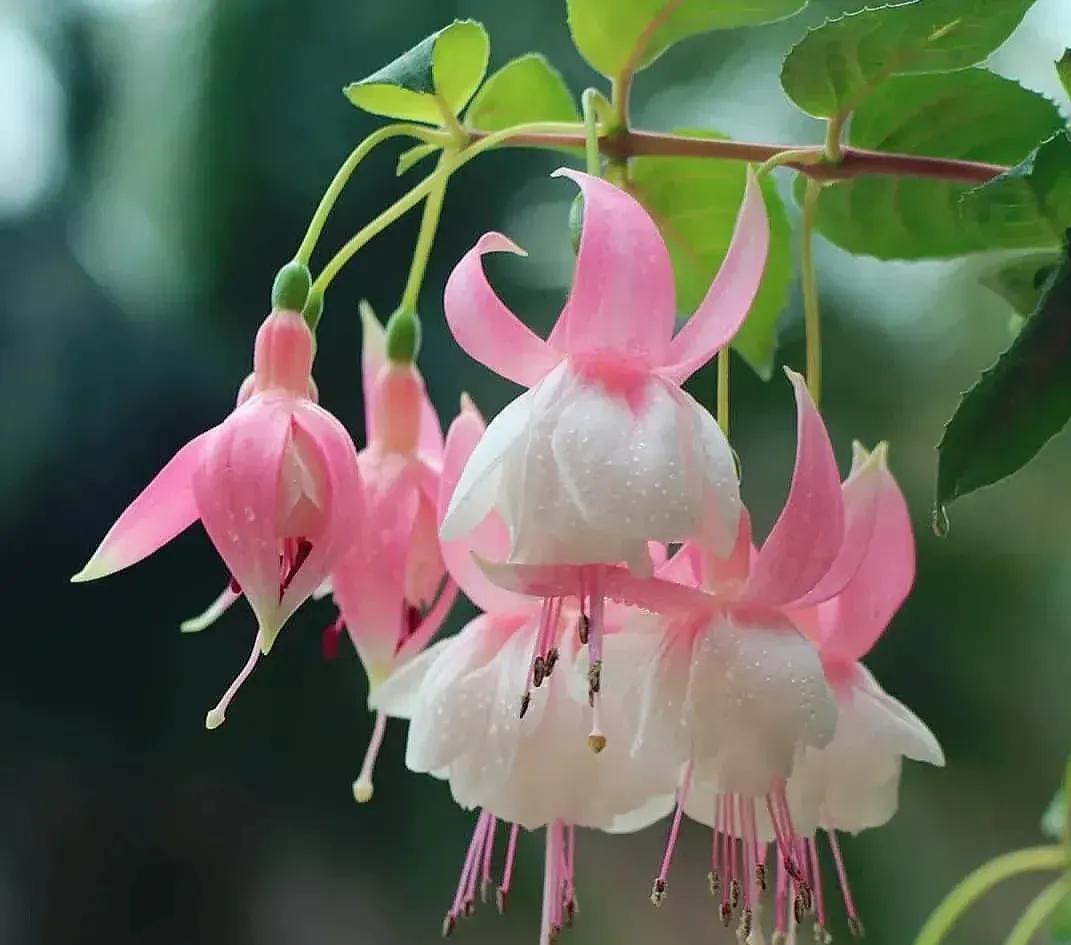 倒挂金钟绝美图片,探照灯倒挂钟